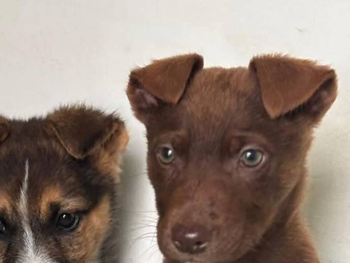 Adotta un cane, femmina, 2 mesi, Caserta