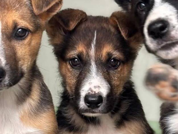 Adotta un cane, femmina, 2 mesi, Caserta