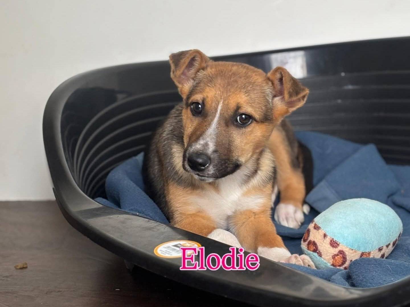 Adozione cane, femmina, Pastore tedesco Razza sconosciuta, 2 mesi, taglia media, Caserta