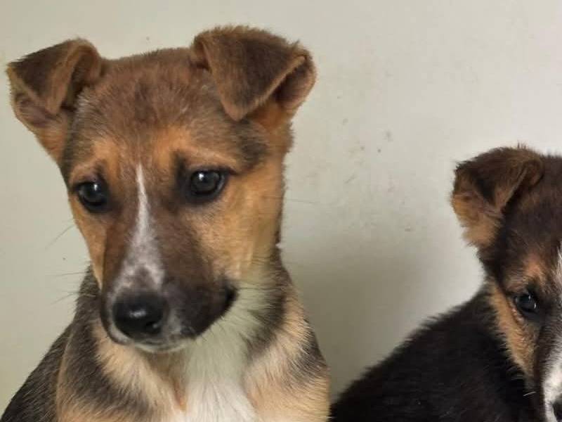 Adotta un cane, femmina, 2 mesi, Caserta