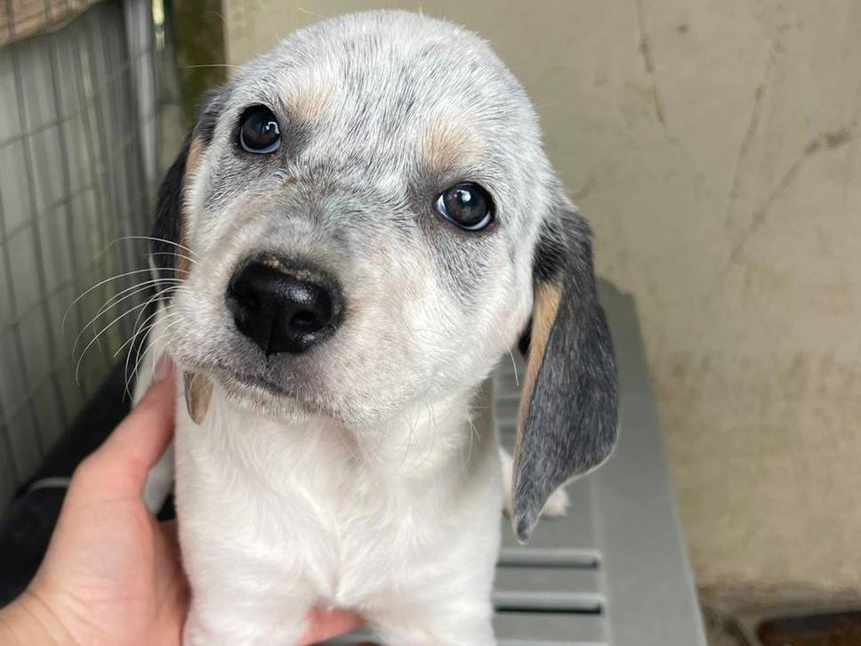 Adozione cane, femmina, Segugio Razza sconosciuta, 1 mesi, taglia media, Frosinone