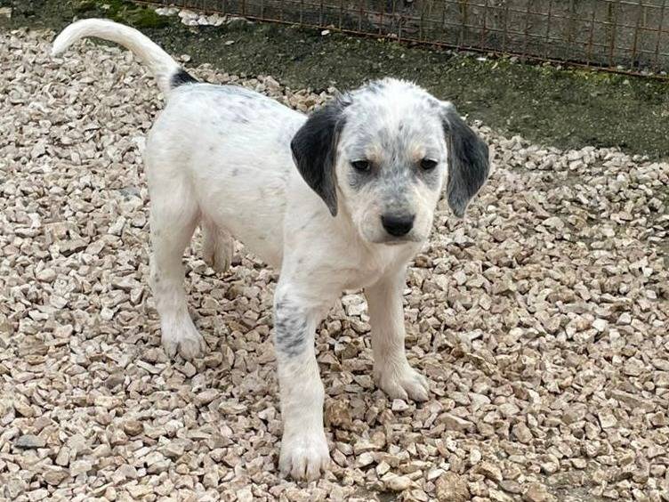 Adotta un cane, femmina, 1 mesi, Frosinone