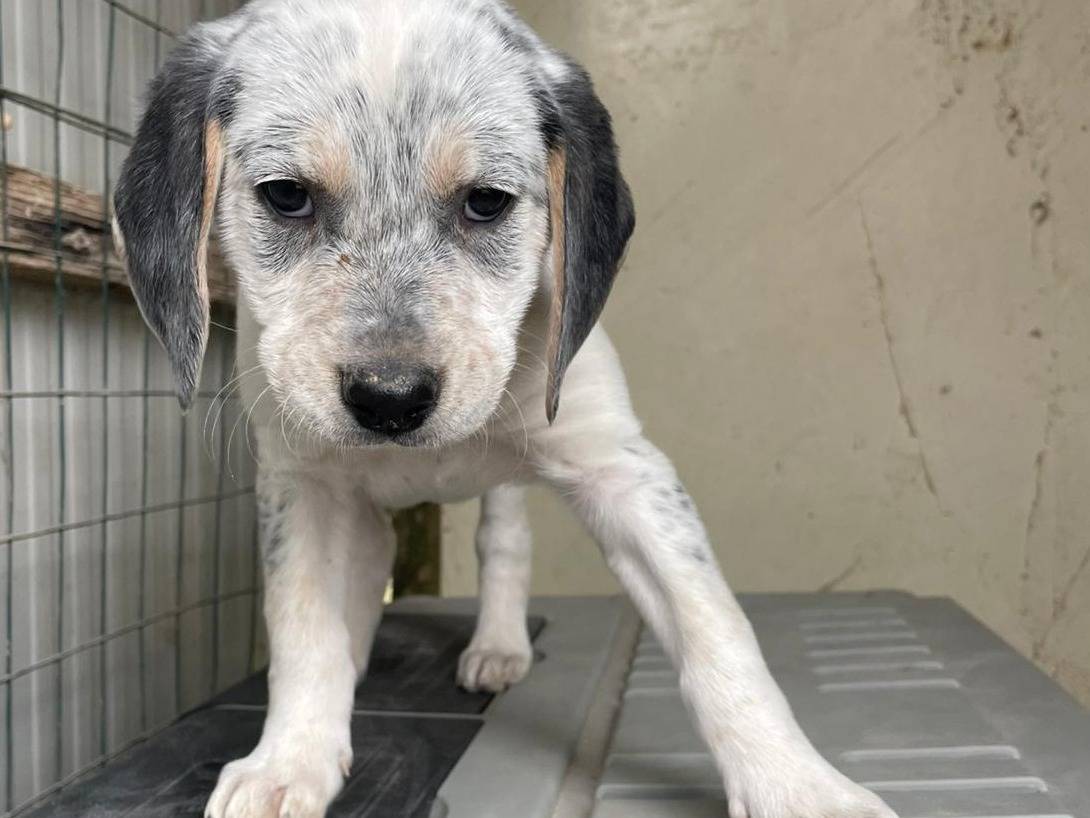 Adotta un cane, taglia media, femmina, Frosinone
