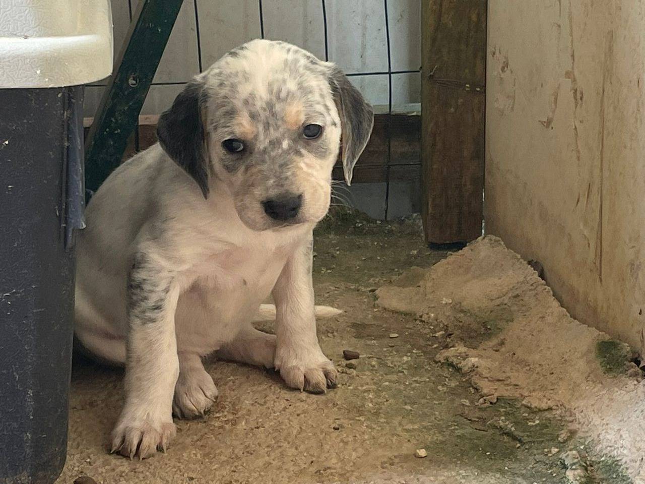 Vuoi adottare un cane a Frosinone?