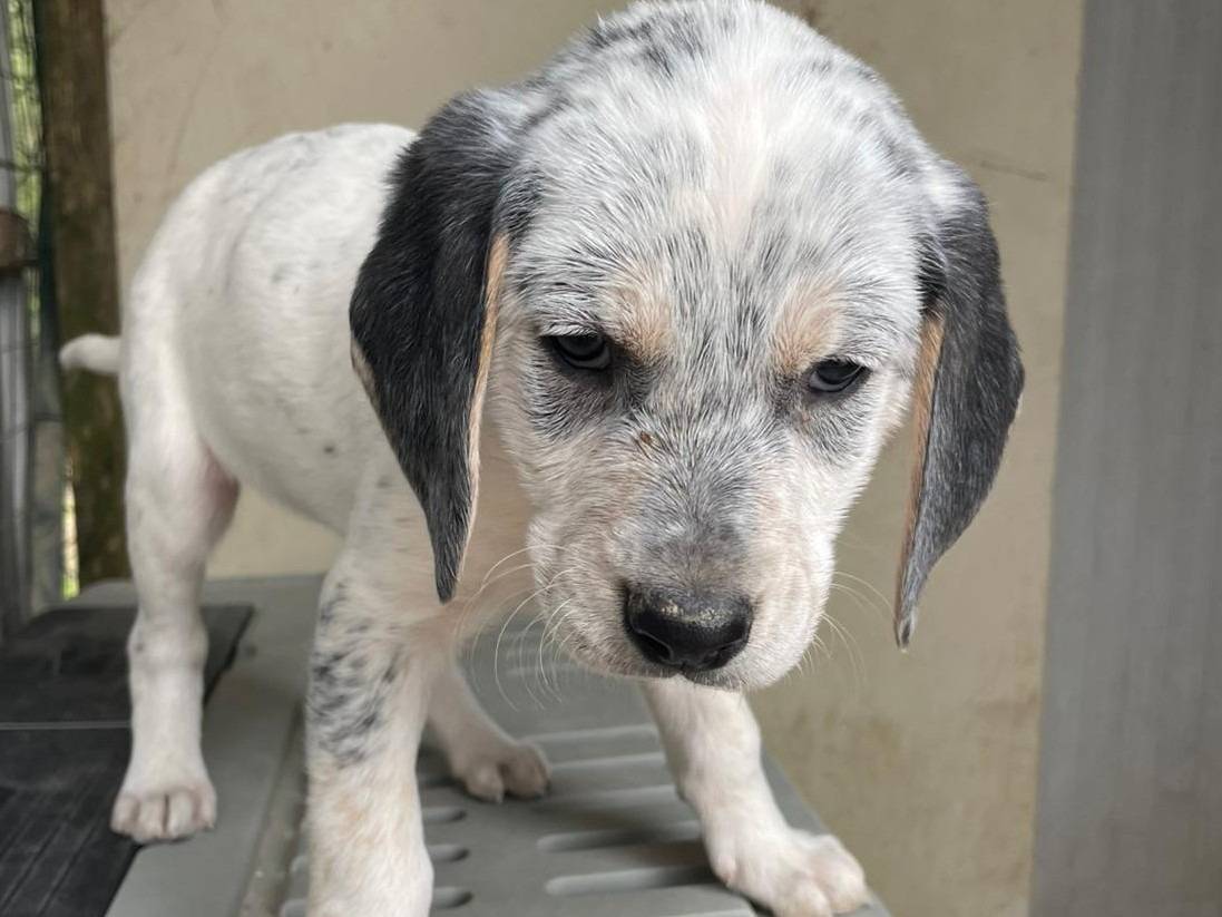 Adotta il cane SIRYA a Frosinone