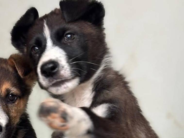 Adozione cane, maschio, Razza sconosciuta Razza sconosciuta, 2 mesi, taglia media, Caserta