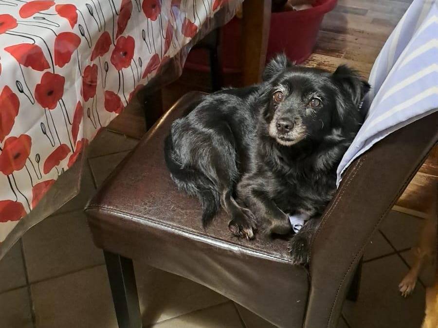 Adozione cane, femmina, Razza sconosciuta Razza sconosciuta, 11 anni e 2 mesi, taglia piccola, Bologna