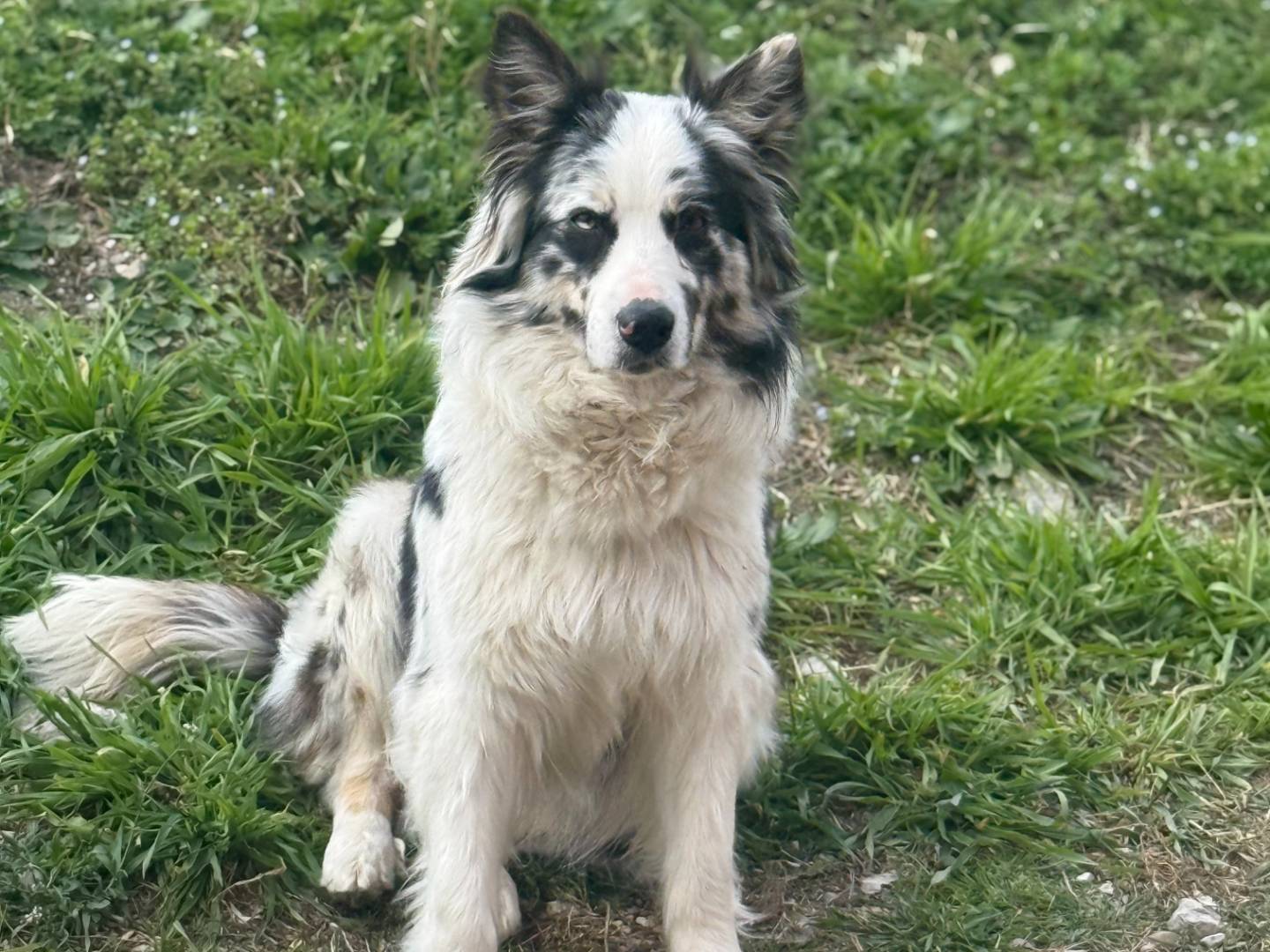 Adozione cane, femmina, Border Collie Razza sconosciuta, 1 anno e 10 mesi, taglia media, Trento
