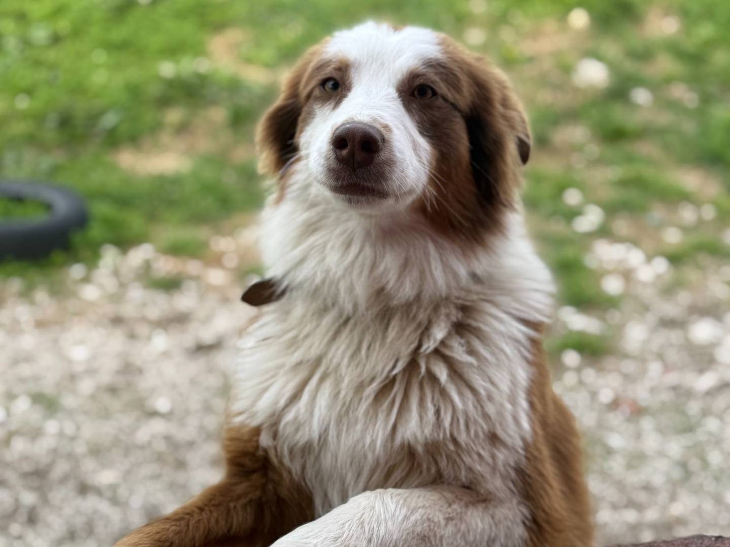 Adozione cane, femmina, Razza sconosciuta Razza sconosciuta, 1 anno e 1 mese, taglia media, Trento