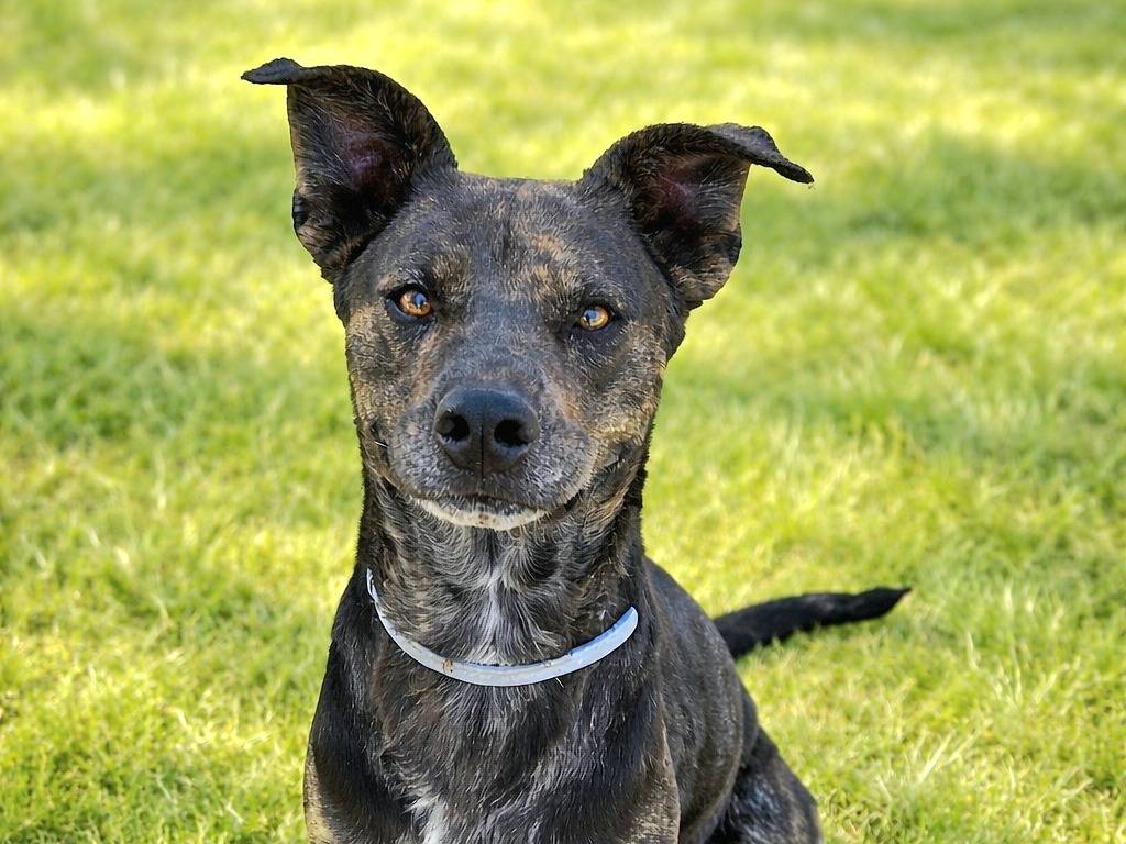 Adozione cane, maschio, Razza sconosciuta Razza sconosciuta, 2 anni e 2 mesi, taglia media, Siracusa