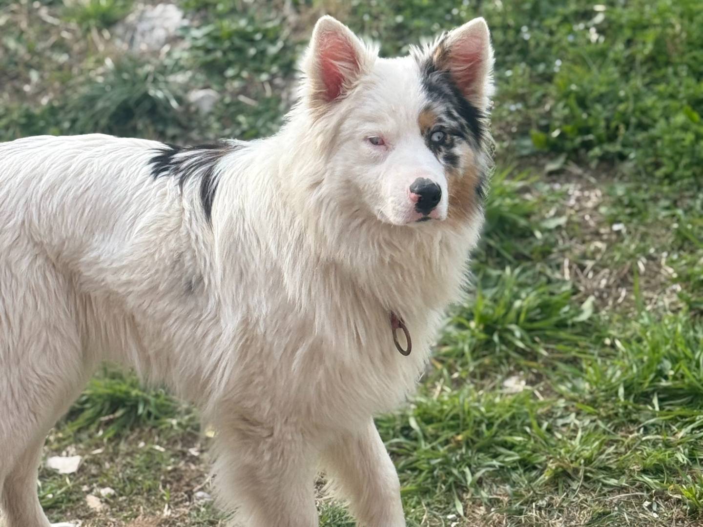 Adozione cane, maschio, Razza sconosciuta Razza sconosciuta, 1 anno e 2 mesi, taglia media, Trento