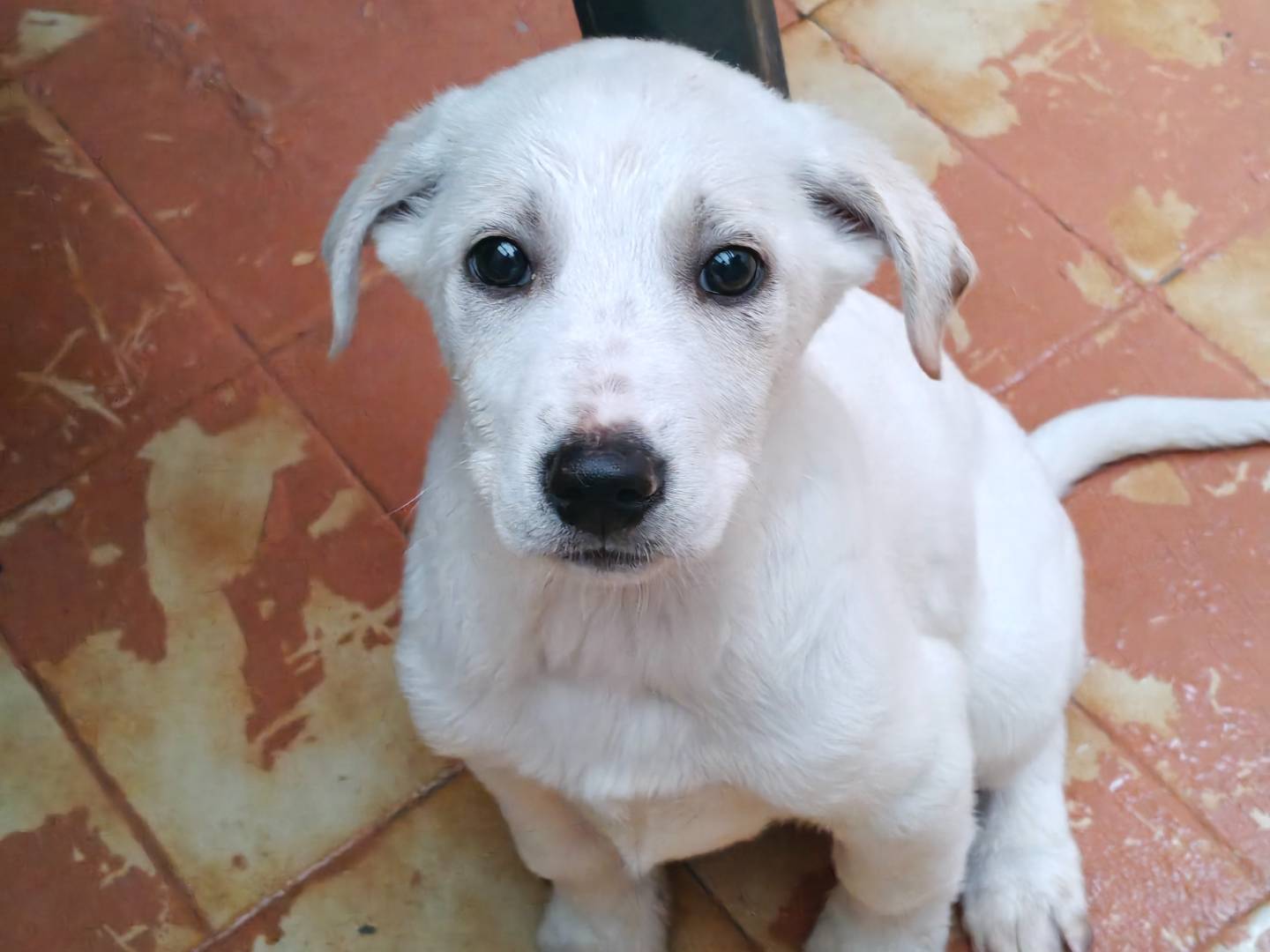 Adotta un cane, femmina, 4 mesi, Trapani