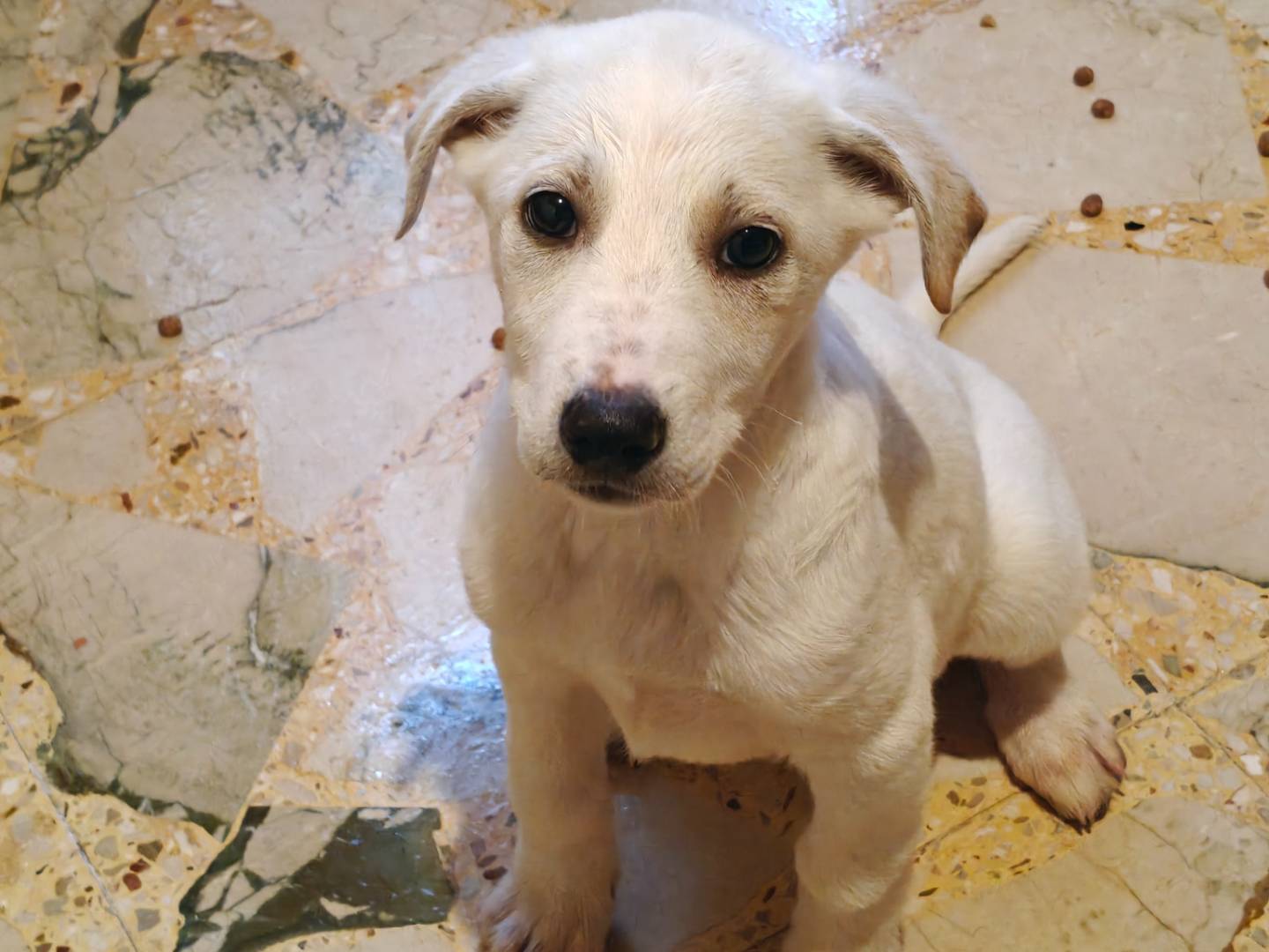 Adotta un cane, taglia media, femmina, Trapani