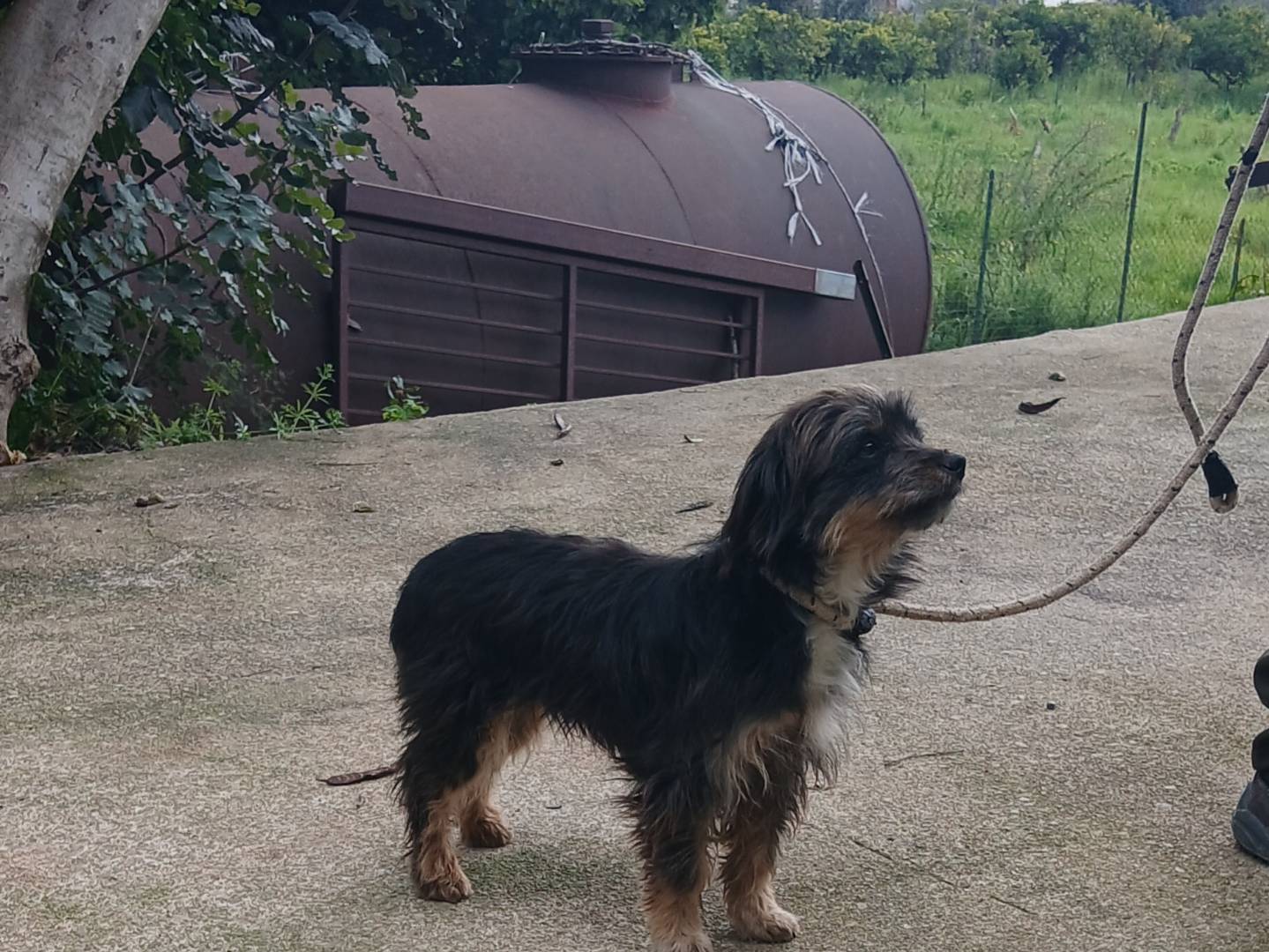 Adozione cane, femmina, Razza sconosciuta Razza sconosciuta, 3 anni, taglia piccola, Latina