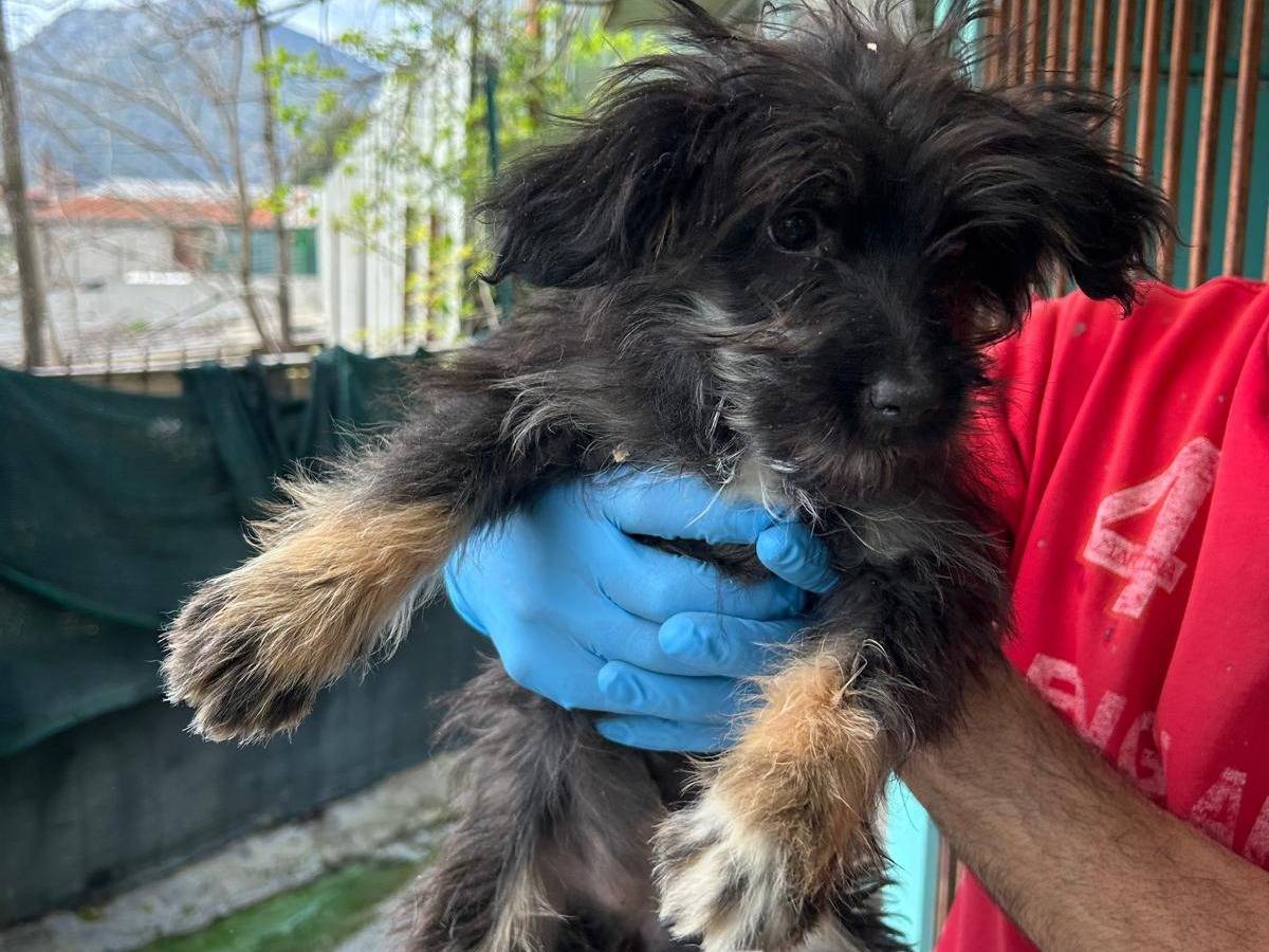 Adotta un cane, femmina, 3 anni, Latina