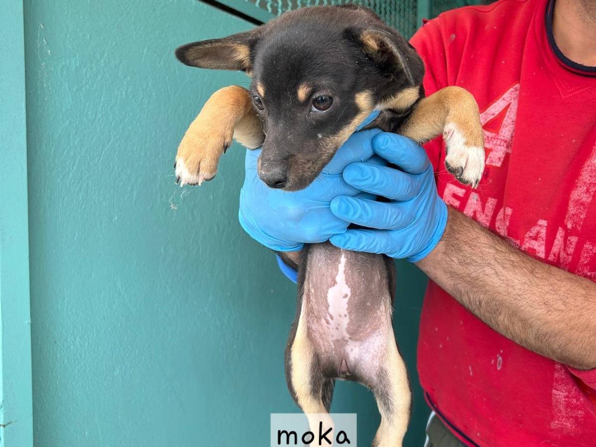 Adotta un cane, taglia piccola, femmina, Latina