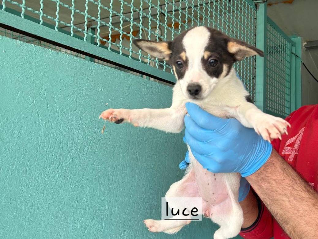 Vuoi adottare un cane a Latina?