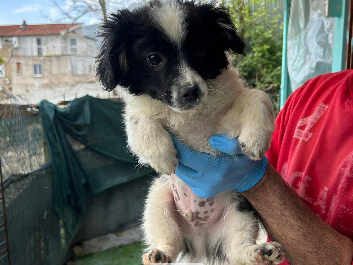 Adotta il cane Kira a Latina