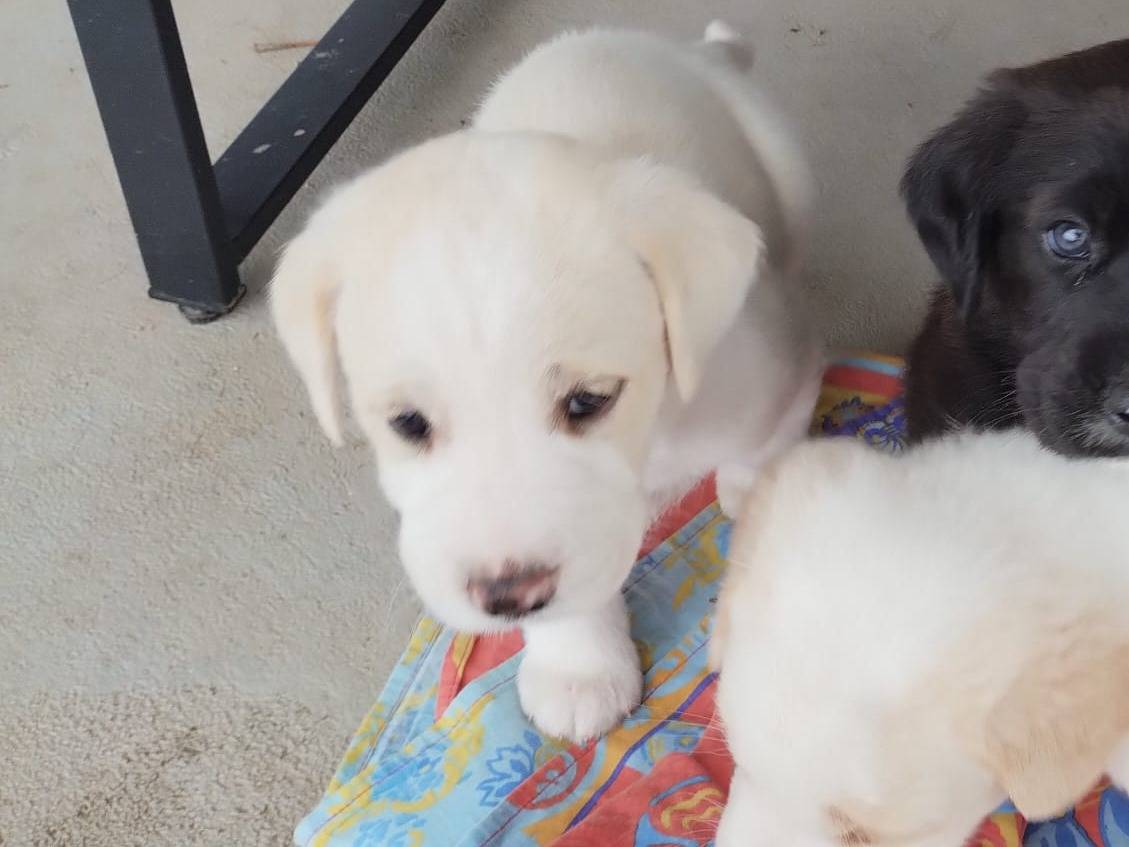 Adotta un cane, maschio, 2 mesi, Agrigento