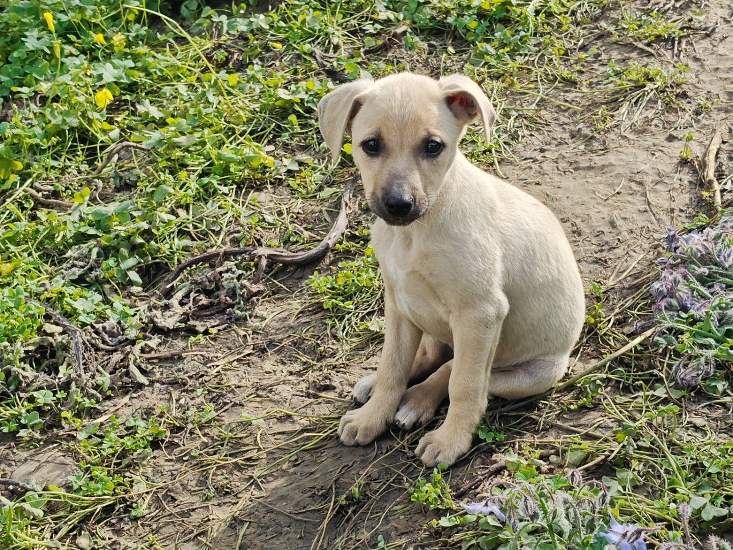 Adozione cane, femmina, Razza sconosciuta Razza sconosciuta, 2 mesi, taglia media contenuta, Trapani