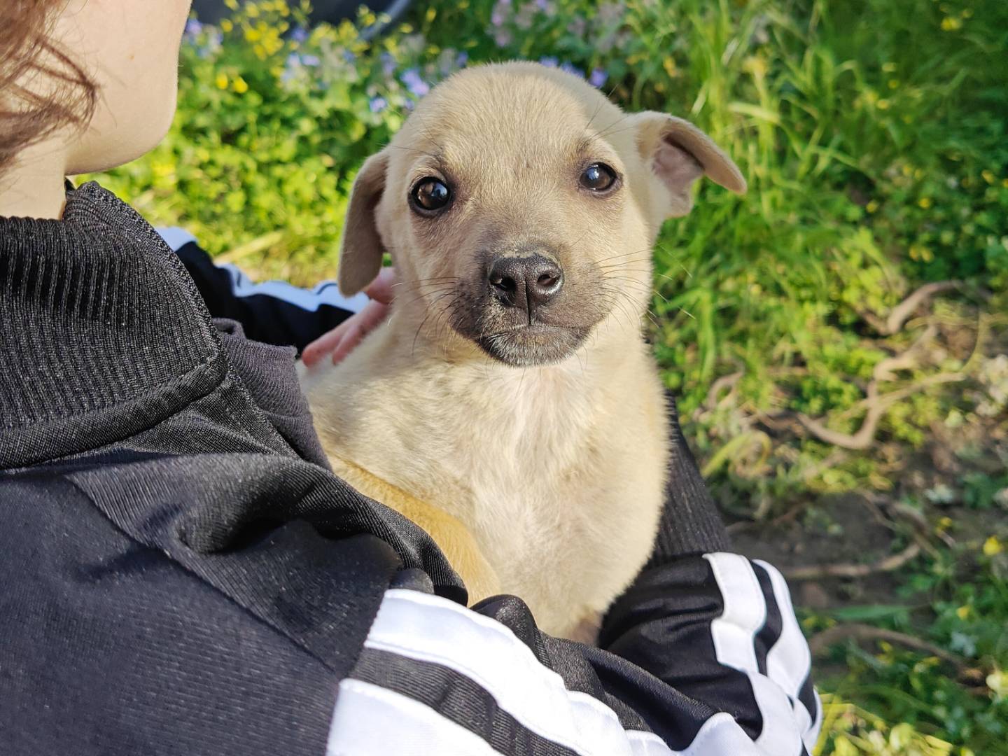 Adotta un cane, femmina, 2 mesi, Trapani
