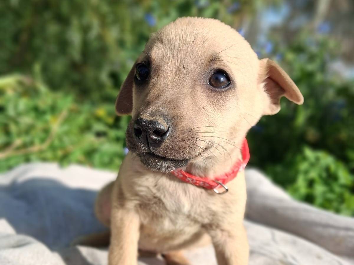 Adotta un cane, taglia media contenuta, femmina, Trapani