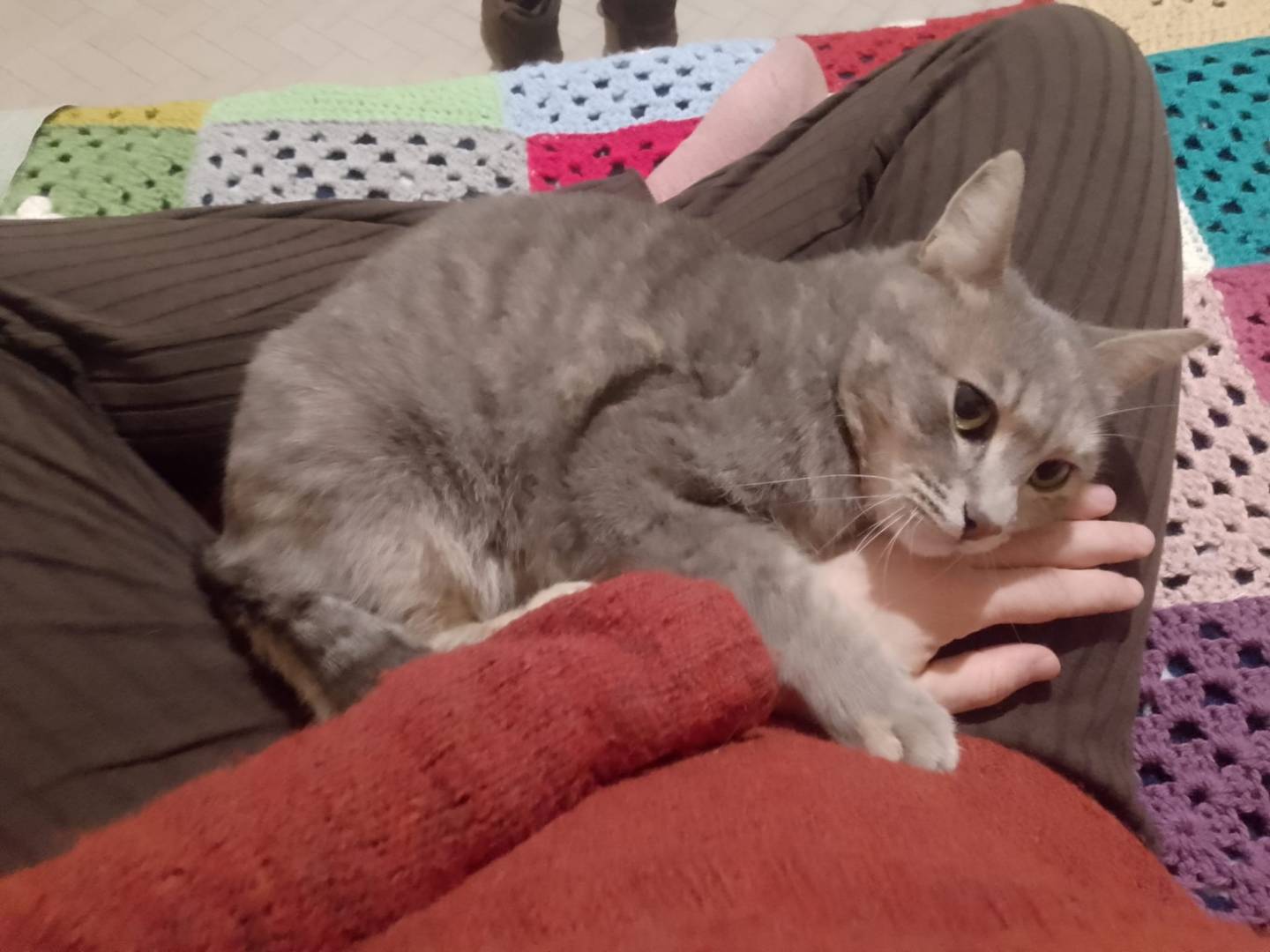 Adozione gatto, femmina, Razza sconosciuta Razza sconosciuta, 5 mesi, taglia non valida, Siracusa