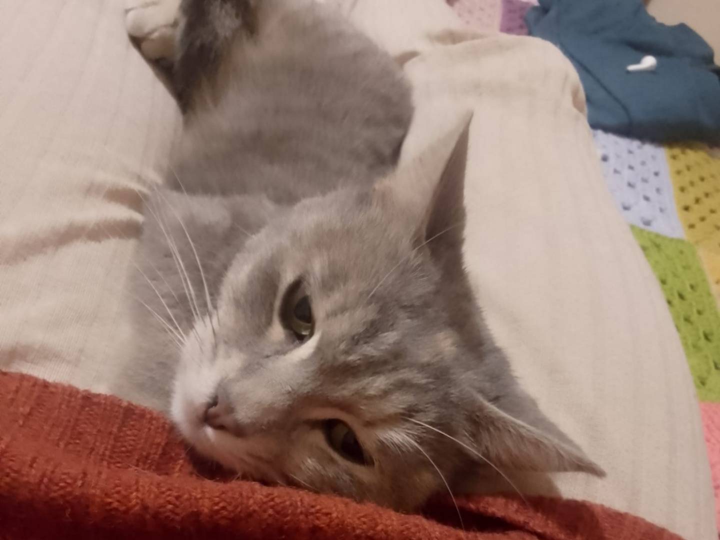 Adotta un gatto, femmina, 5 mesi, Siracusa