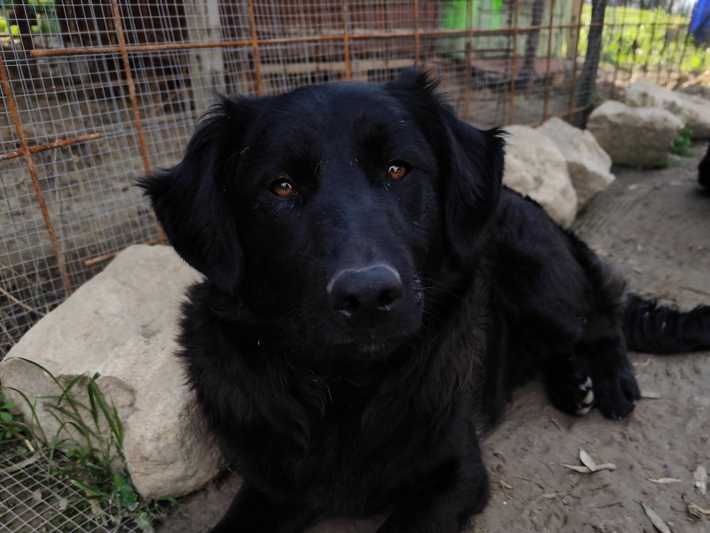 Adozione cane, maschio, Pastore Belga Groenendael Border Collie, 9 mesi, taglia media, Chieti