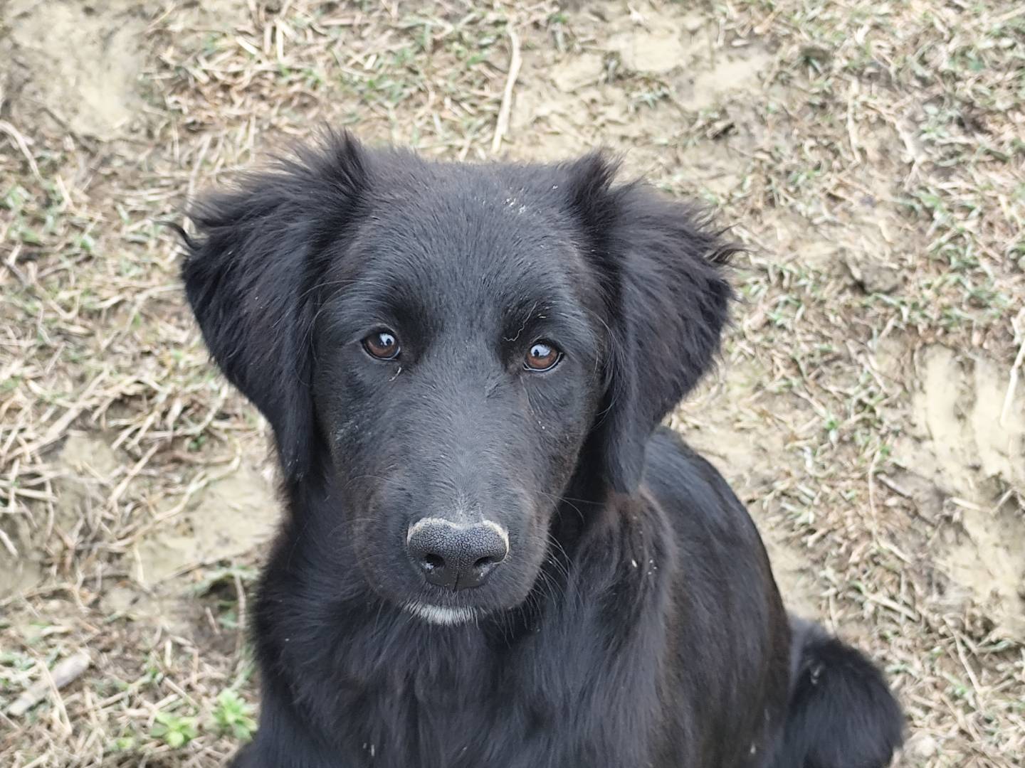 Adotta un cane, maschio, 9 mesi, Chieti