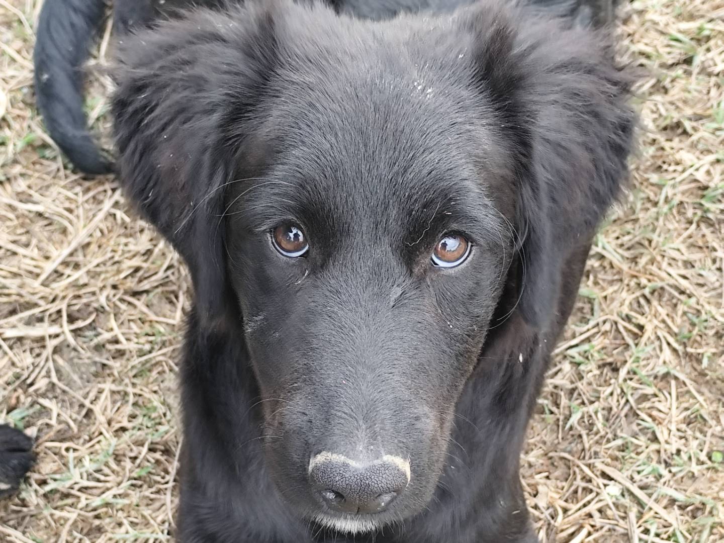 Adotta un cane, taglia media, maschio, Chieti