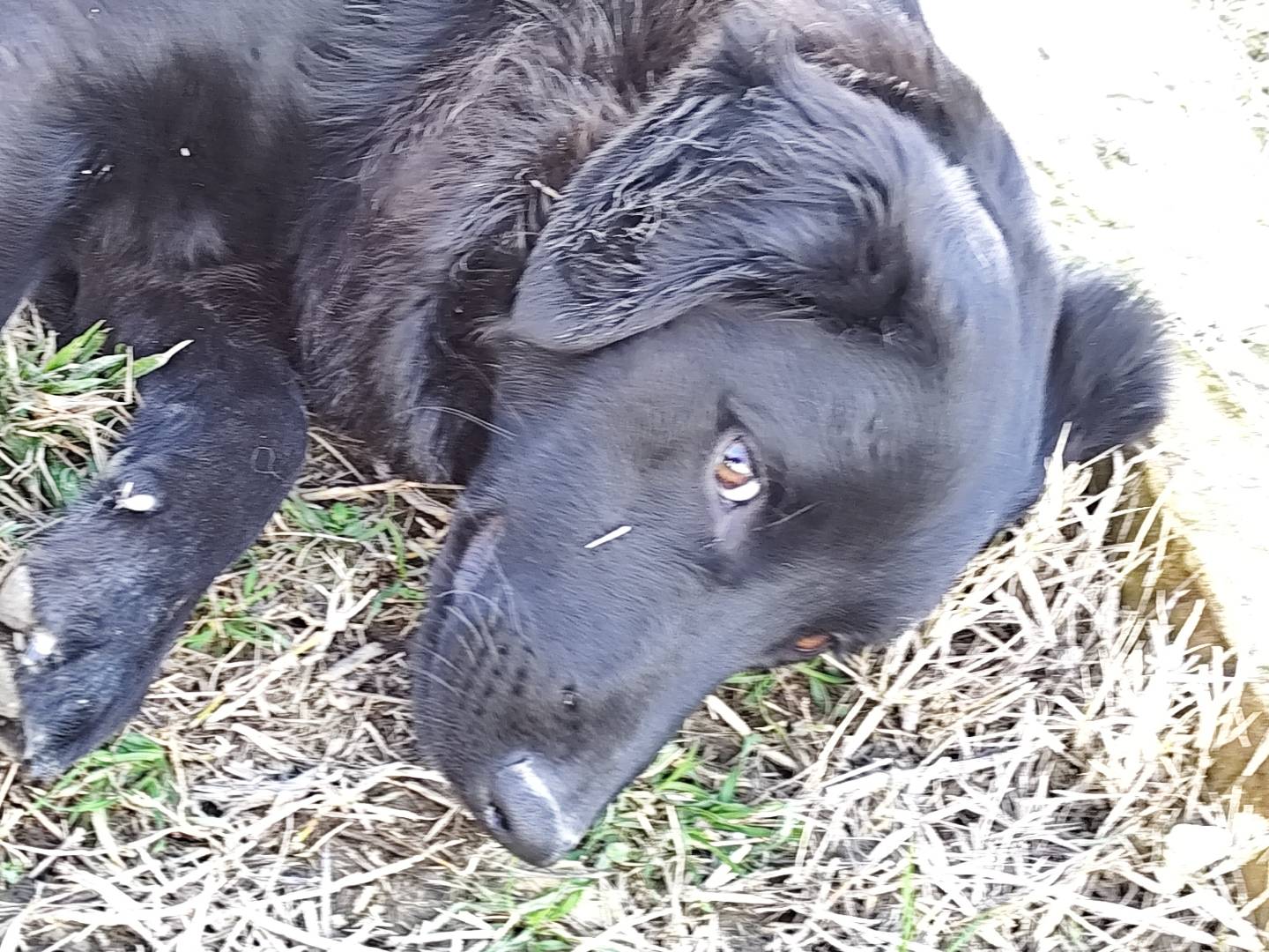 Vuoi adottare un cane a Chieti?