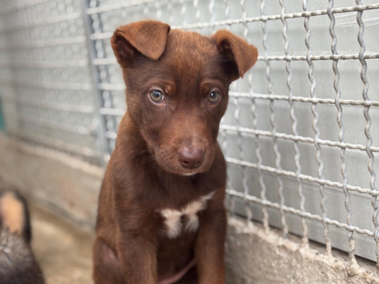 Adozione cane, femmina, Pastore tedesco Razza sconosciuta, 2 mesi, taglia media, Napoli