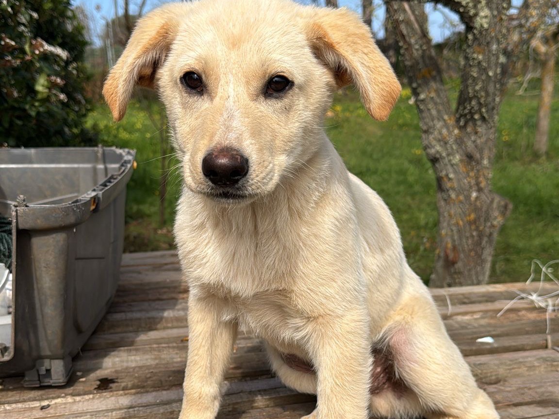Adozione cane, maschio, Razza sconosciuta Razza sconosciuta, 3 mesi, taglia media, Vibo