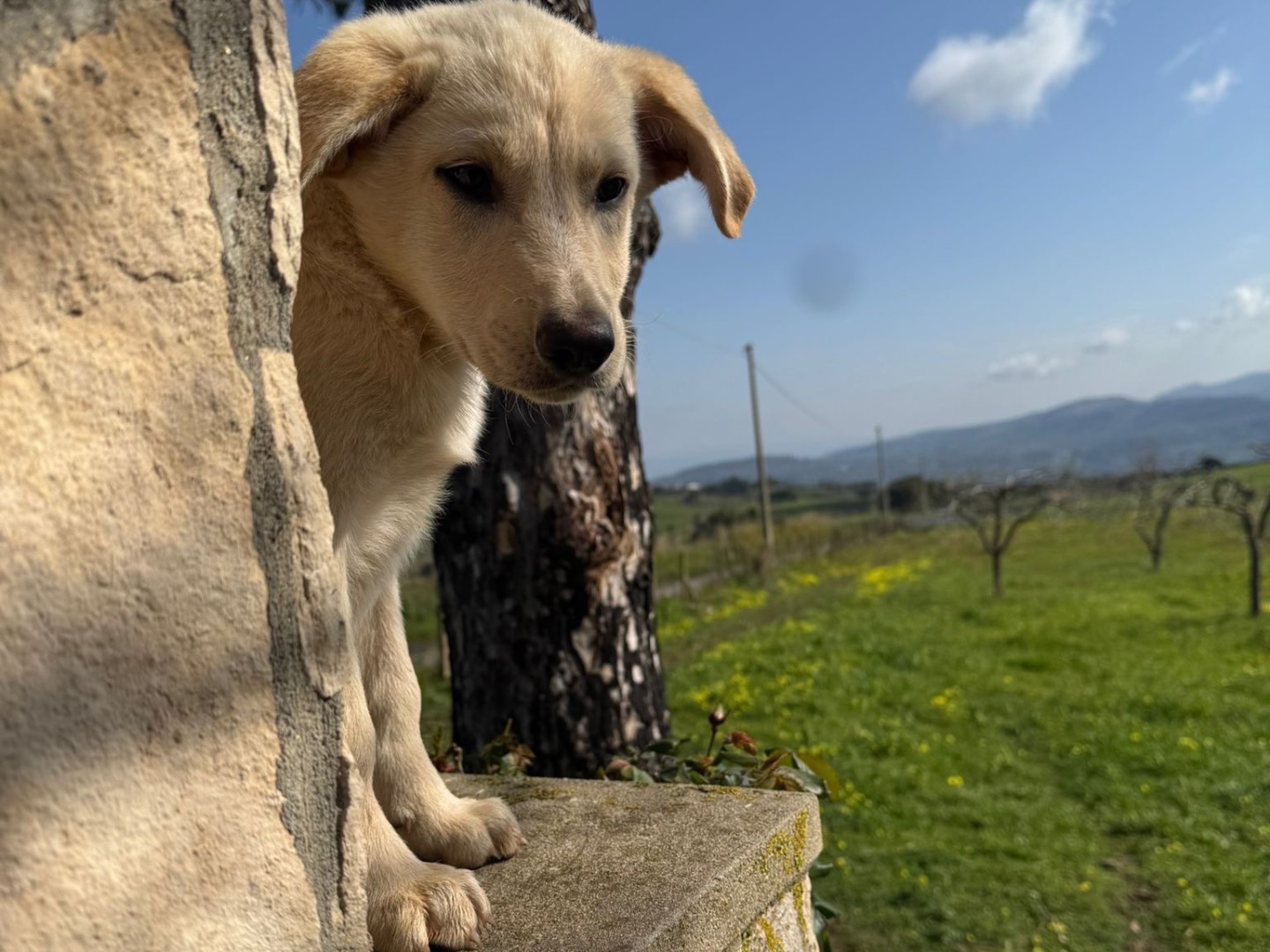 Adotta un cane, maschio, 3 mesi, Vibo