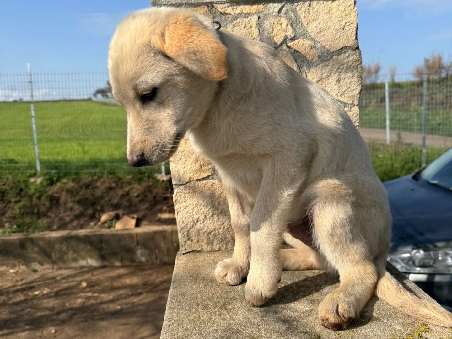 Adotta un cane, taglia media, maschio, Vibo