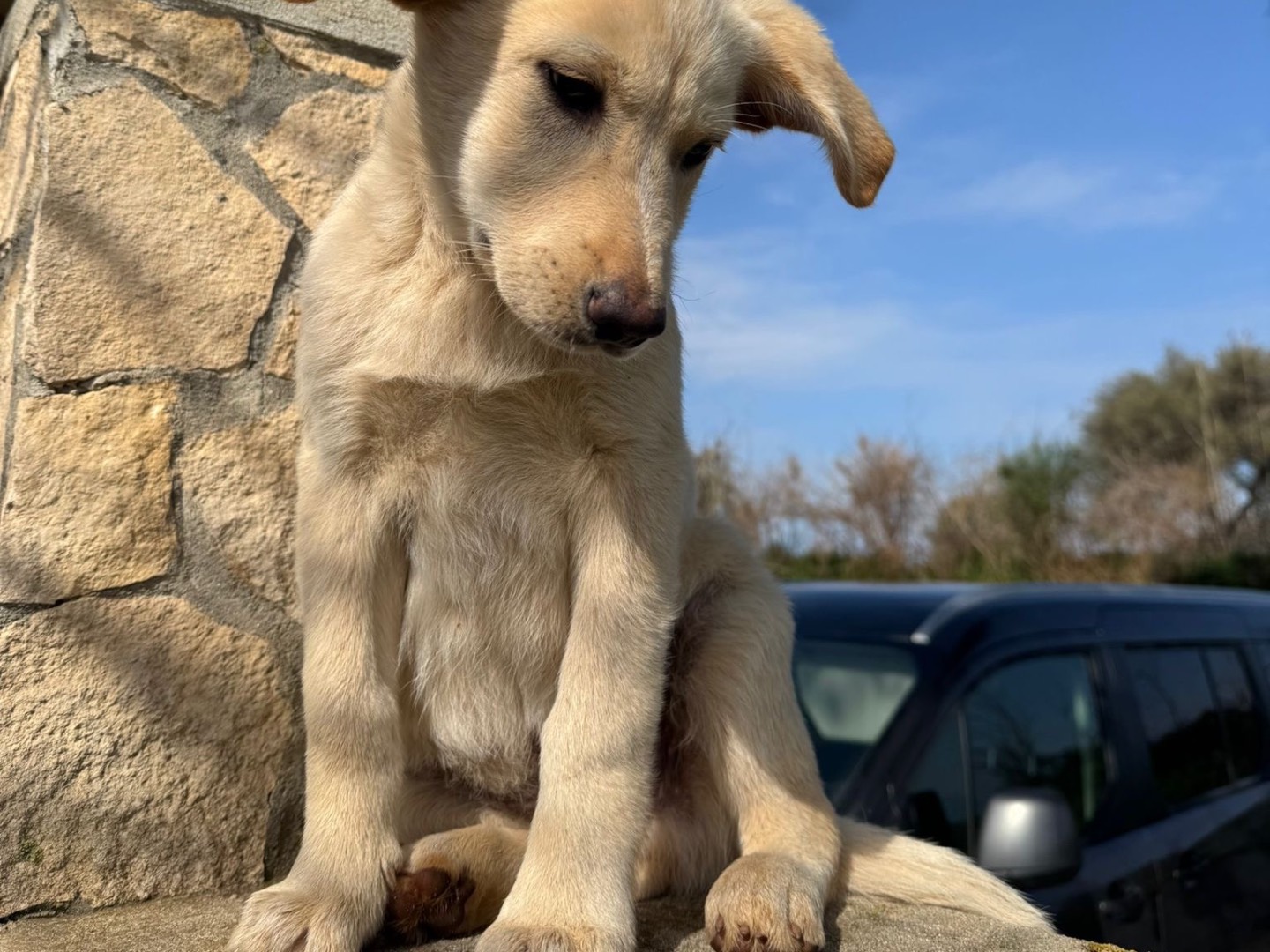 Vuoi adottare un cane a Vibo?