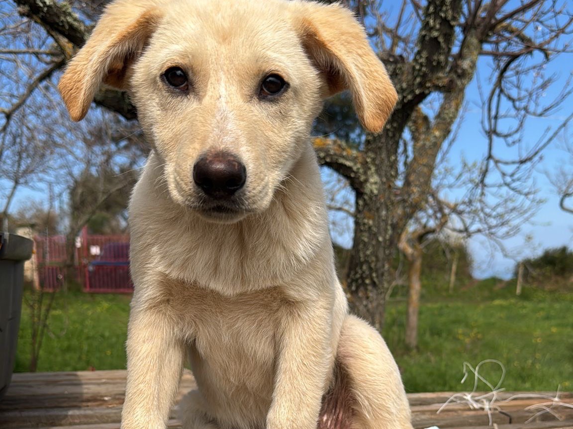 Adotta il cane Nolan a Vibo
