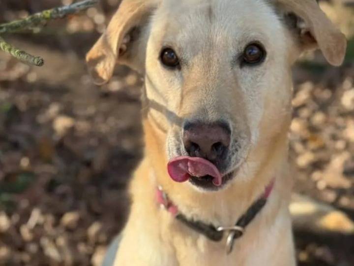 Adozione cane, maschio, Razza sconosciuta Razza sconosciuta, 4 anni e 2 mesi, taglia media contenuta, Milano