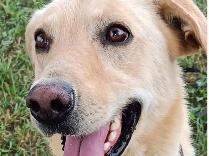 Adotta un cane, maschio, 4 anni e 2 mesi, Milano