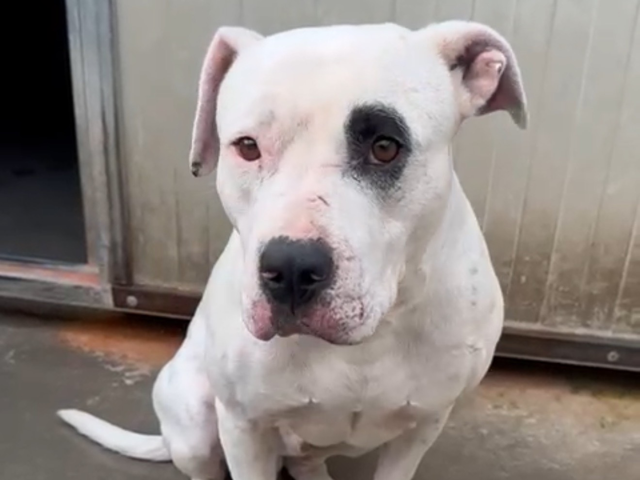 Adozione cane, maschio, Pitbull Razza sconosciuta, 1 anno e 4 mesi, taglia media, Latina