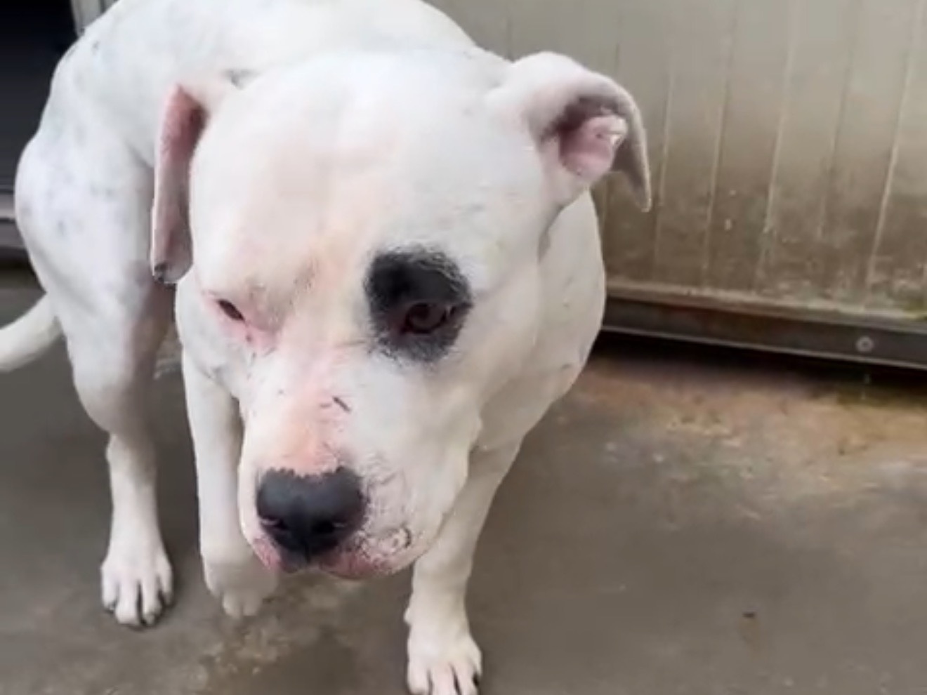 Adotta un cane, maschio, 1 anno e 4 mesi, Latina