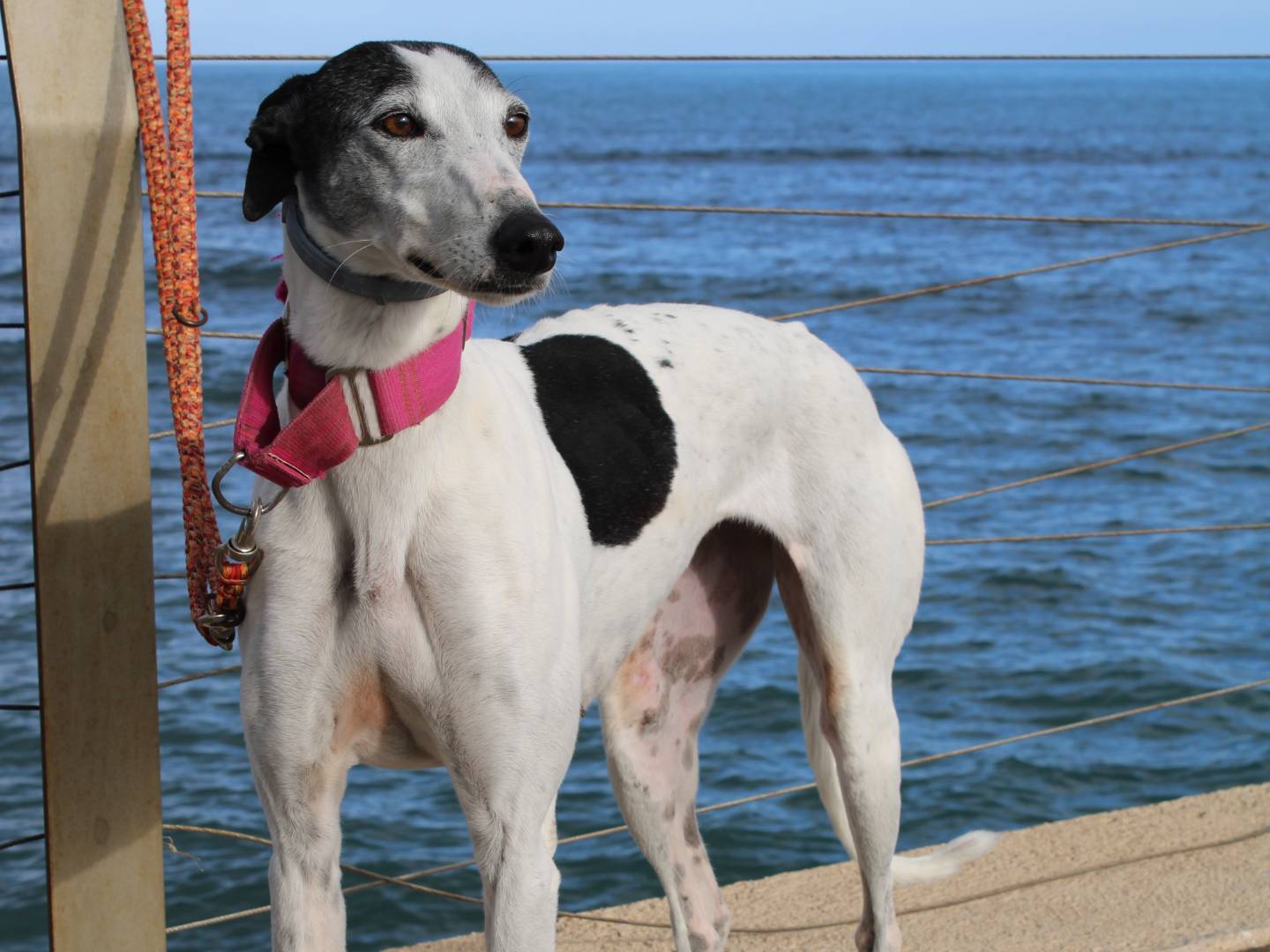 Adozione cane, femmina, Levriero Spagnolo (Galgo) Razza sconosciuta, 6 anni e 7 mesi, taglia media, Firenze