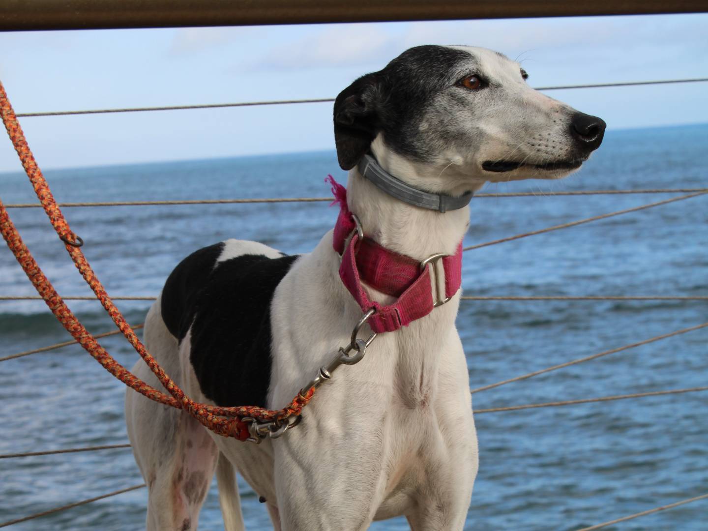 Adotta un cane, femmina, 6 anni e 7 mesi, Firenze