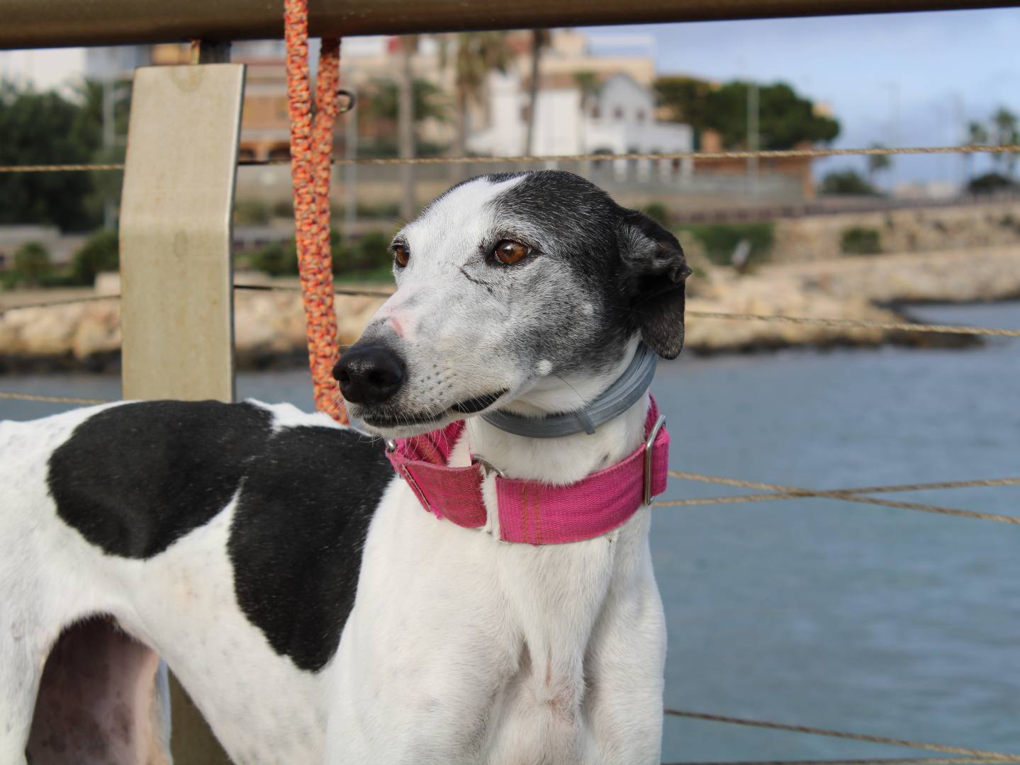 Adotta un cane, taglia media, femmina, Firenze