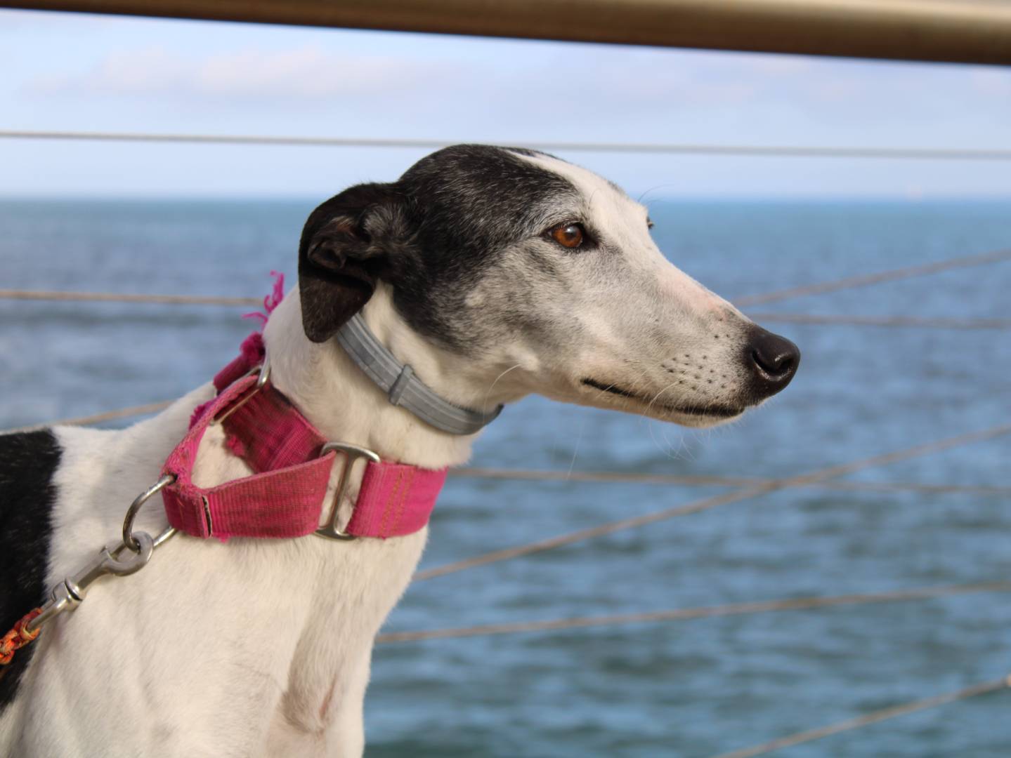 Vuoi adottare un cane a Firenze?