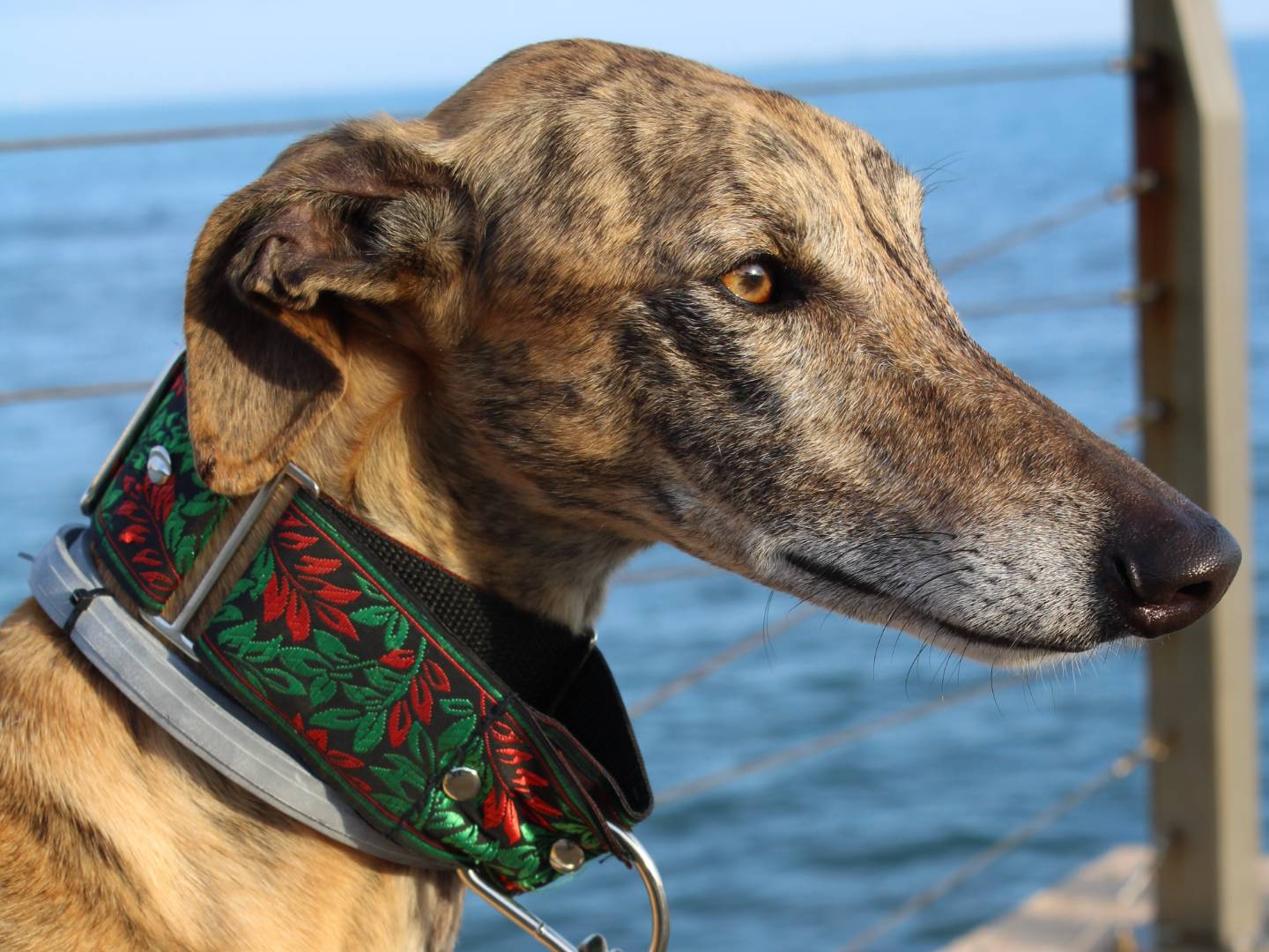 Vuoi adottare un cane a Firenze?