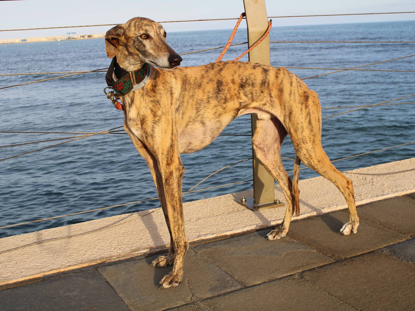 Adotta il cane FELIPE a Firenze