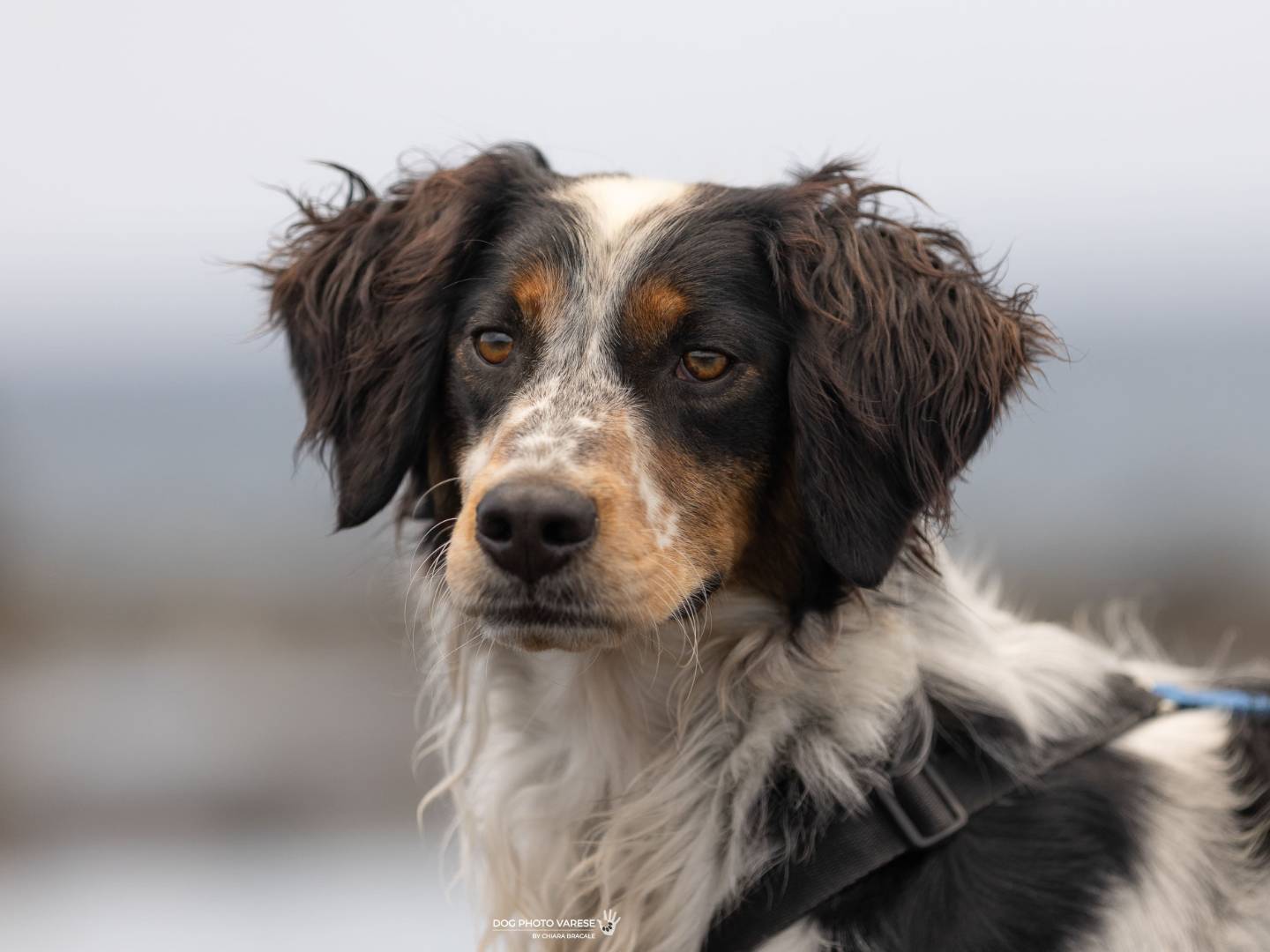 Adozione cane, maschio, Breton Setter Inglese, 4 anni e 2 mesi, taglia media contenuta, Trapani