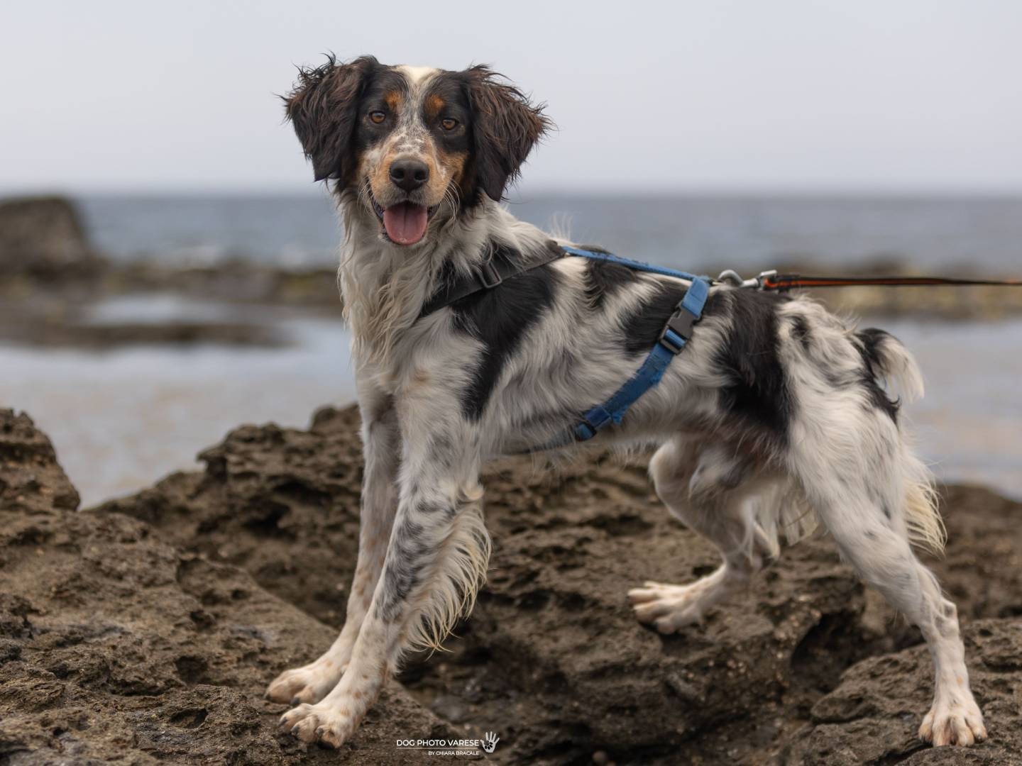 Adotta un cane, maschio, 4 anni e 2 mesi, Trapani